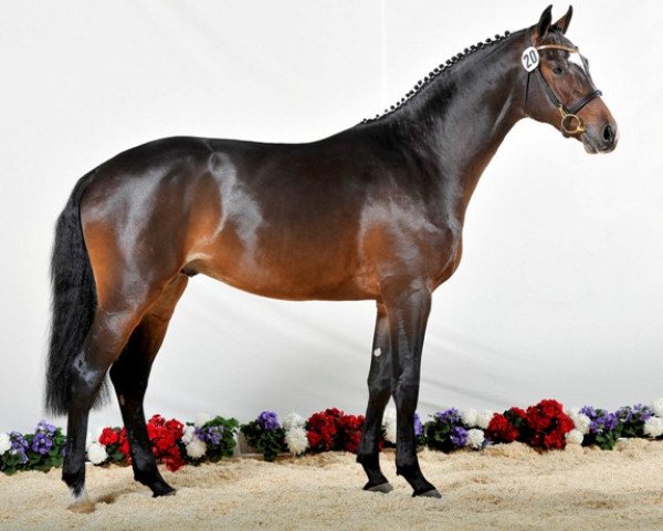 stallion Cassoulet (Holsteiner, 2011, from Casall Ask)