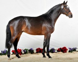 stallion Cassoulet (Holsteiner, 2011, from Casall)