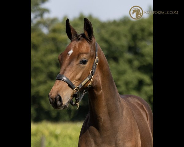 jumper Rufus JAC (KWPN (Royal Dutch Sporthorse), 2021, from Connect)