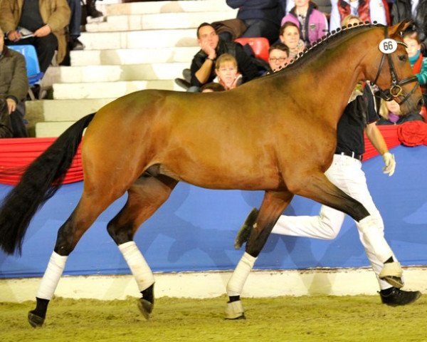 stallion Rock For You (Danish Warmblood, 2011, from Rock Forever NRW)