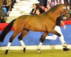 Deckhengst Rock For You (Dänisches Warmblut, 2011, von Rock Forever NRW)