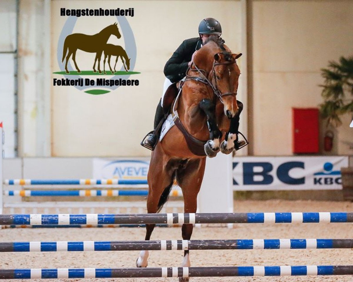 stallion Jon Pleasure van de Mispelaere (Belgian Warmblood, 2009, from Bisquet Balou C)
