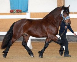 stallion Nurejev (South German draft horse, 2010, from Nussknacker)