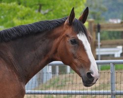 Pferd Gracy (Hannoveraner, 1995, von Gloster)