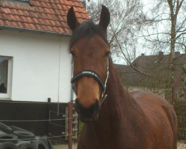 Springpferd Ich bins Happy (Deutsches Reitpferd, 2009, von Ilan)