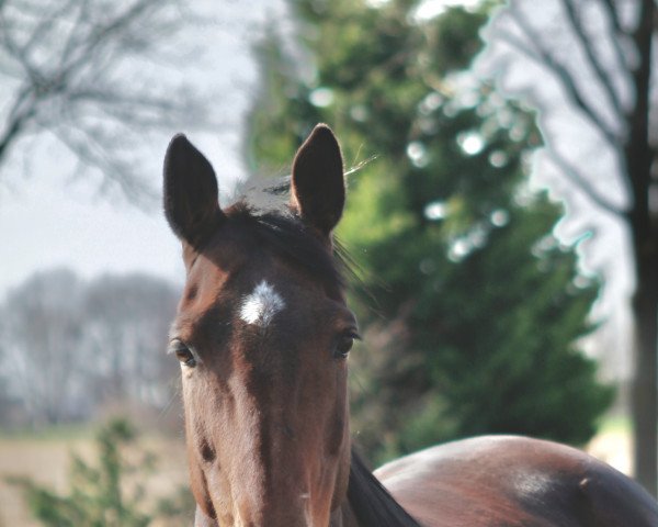 horse Quin (Westphalian, 2003, from Quo Vados I)