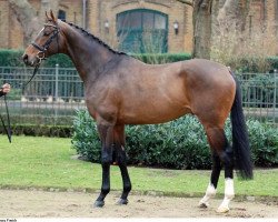 stallion Saphir xx (Thoroughbred, 2006, from Black Sam Bellamy xx)