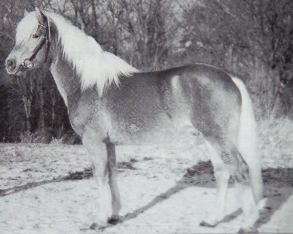 Pferd Moritz (Haflinger, 1997, von Modern (12,5% ox))