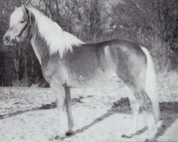 horse Moritz (Haflinger, 1997, from Modern (12,5% ox))