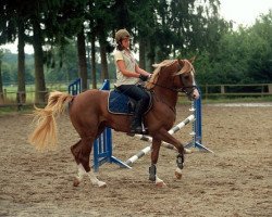 stallion Silverado (Nederlands Welsh Ridepony, 1986, from Flora's Hof Minstrel)