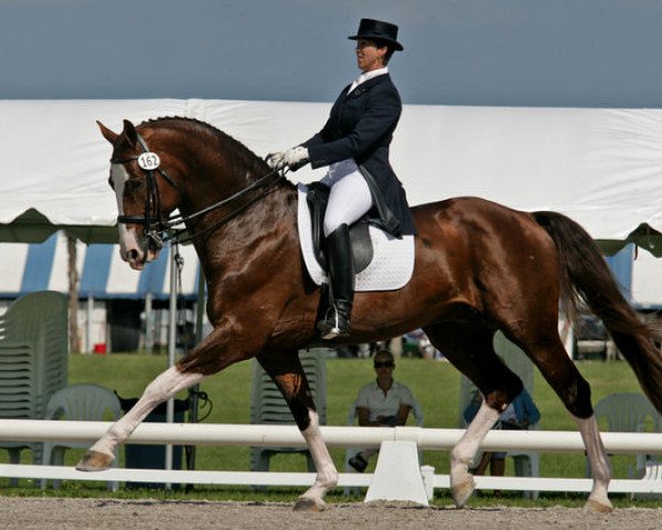 stallion Parcival (KWPN (Royal Dutch Sporthorse), 1997, from Lancelot)