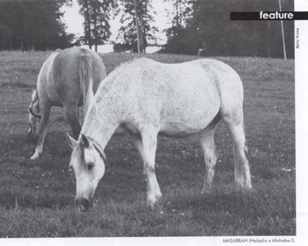 Zuchtstute Masarrah ox (Vollblutaraber, 1957, von Haladin ox)