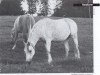 broodmare Masarrah ox (Arabian thoroughbred, 1957, from Haladin ox)