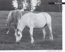 broodmare Masarrah ox (Arabian thoroughbred, 1957, from Haladin ox)