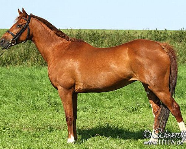 broodmare Polly (German Riding Pony, 1996, from Kaiserjaeger xx)