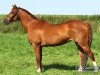 broodmare Polly (German Riding Pony, 1996, from Kaiserjaeger xx)