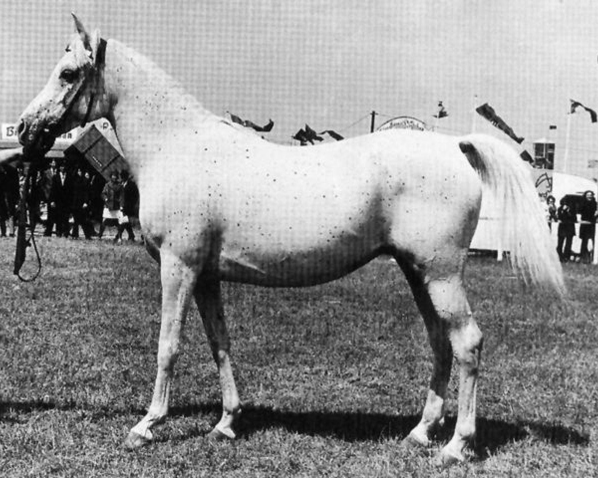 Zuchtstute Mamsahi ox (Vollblutaraber, 1964, von Ghazal 1953 EAO)