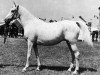 broodmare Mamsahi ox (Arabian thoroughbred, 1964, from Ghazal 1953 EAO)