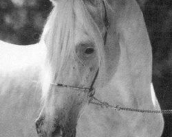 stallion Marwan ox (Arabian thoroughbred, 1971, from Nazir ox)