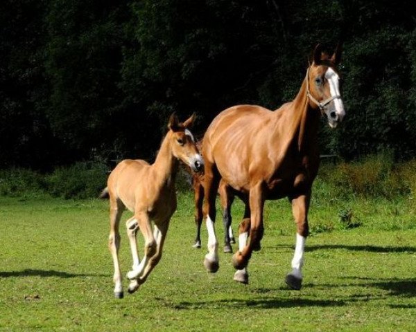 broodmare Maiblume (Oldenburg, 1993, from Silvio I)