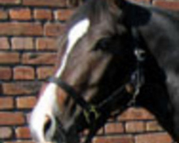 jumper Trocadero (German Riding Pony, 2003, from Timberland)