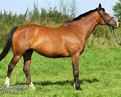 broodmare Kleopatra (German Riding Pony, 2001, from Brillant)