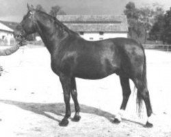 stallion Przedswit XIII-K (Czech Warmblood,  , from Furioso XXXVIII)