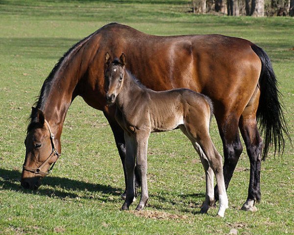 Zuchtstute Linka (Tschechisches Warmblut, 1991, von Przedswit XIII-52)