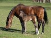 broodmare Linka (Czech Warmblood, 1991, from Przedswit XIII-52)