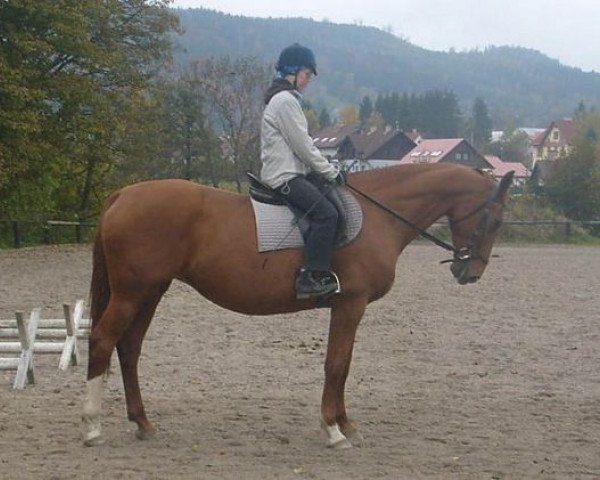 broodmare Levada (Czech Warmblood, 1997, from Admirand)