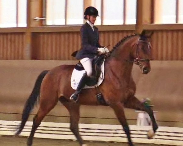 dressage horse De la Ronja II (Oldenburg, 2008, from Dr. Jackson D)