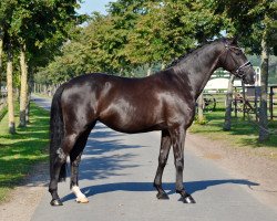 dressage horse Sezuans Sazou (Oldenburger, 2013, from Sezuan)