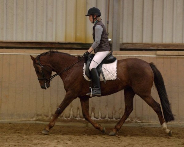 broodmare Timms Amy (German Riding Pony, 2010)