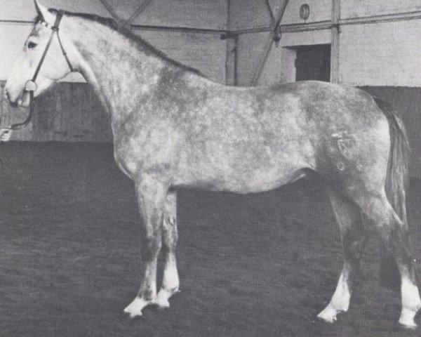 stallion Ulan (Holsteiner, 1972, from Urioso)