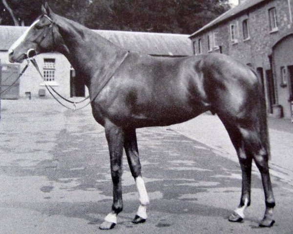 stallion Skymaster xx (Thoroughbred, 1958, from Golden Cloud xx)