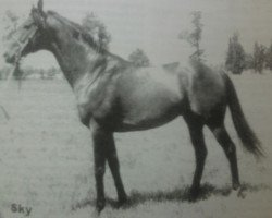 stallion Sky xx (Thoroughbred, 1972, from Skymaster xx)