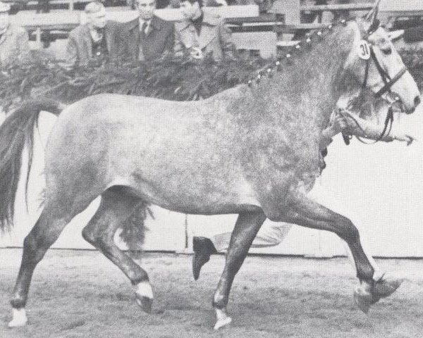 horse Las Vegas (Holsteiner, 1975, from Liguster)