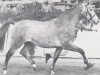 Pferd Las Vegas (Holsteiner, 1975, von Liguster)