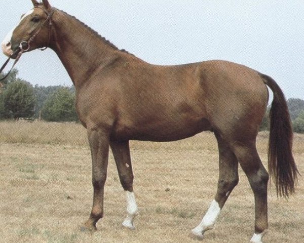 stallion Gomez (Hanoverian, 1980, from Graphit)
