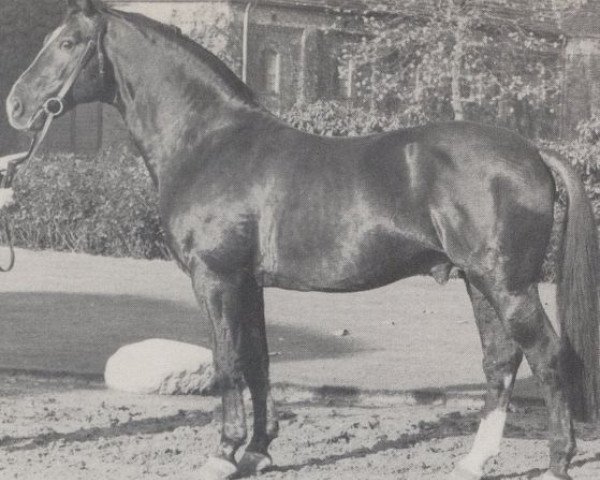 stallion Steinadler (Westphalian, 1955, from Senator)