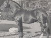 stallion Steinadler (Westphalian, 1955, from Senator)