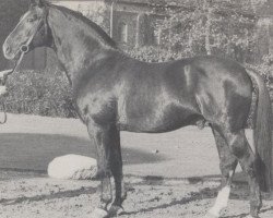 Deckhengst Steinadler (Westfale, 1955, von Senator)