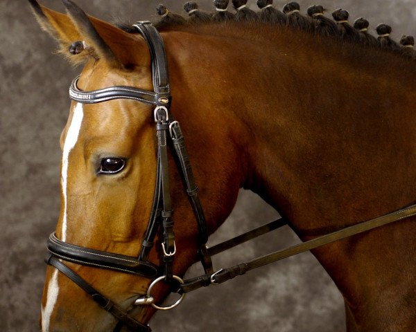 broodmare Timms Fenja (German Riding Pony, 2009, from Dior)