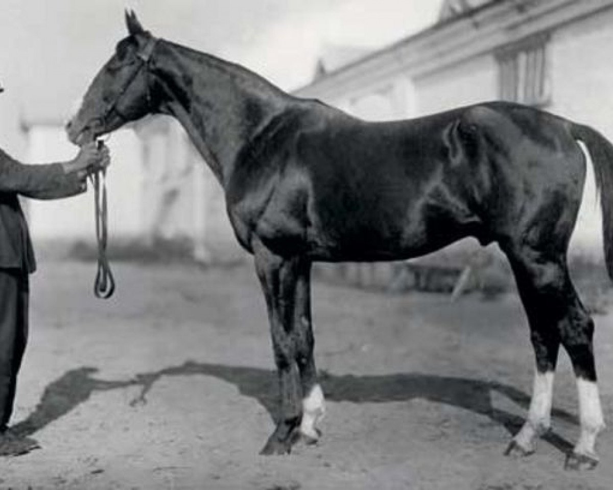 stallion Tagor xx (Thoroughbred, 1915, from Floreal xx)