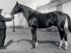 stallion Tagor xx (Thoroughbred, 1915, from Floreal xx)