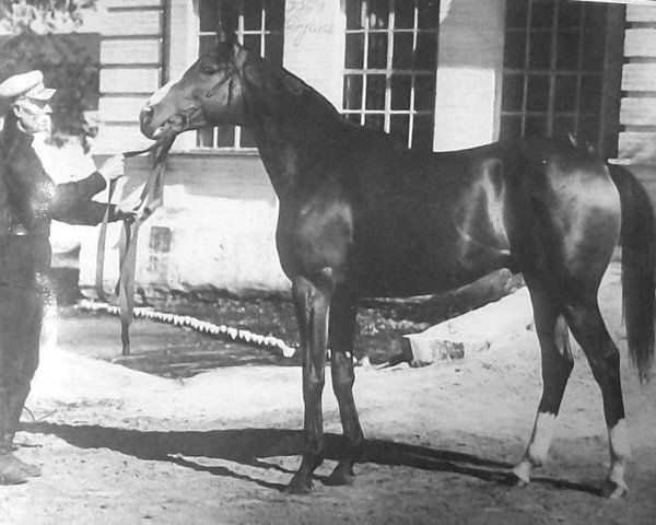 stallion Douglas xx (Thoroughbred, 1944, from Granit II xx)