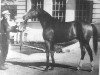 stallion Douglas xx (Thoroughbred, 1944, from Granit II xx)