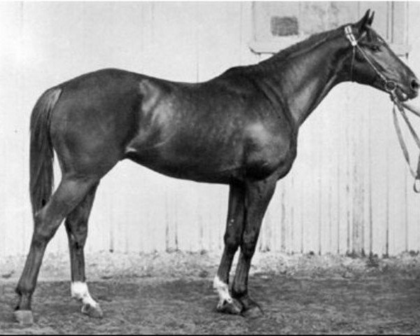 stallion Dersky xx (Thoroughbred, 1954, from Douglas xx)