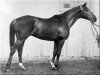 stallion Dersky xx (Thoroughbred, 1954, from Douglas xx)