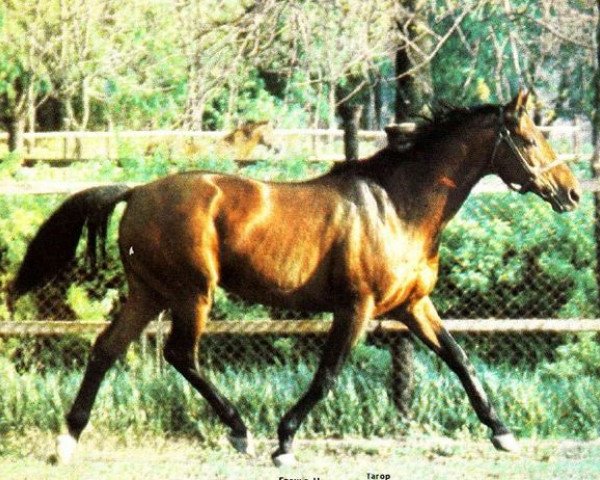 stallion Aden xx (Thoroughbred, 1975, from Dersky xx)